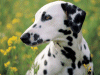 Captcha image 4257